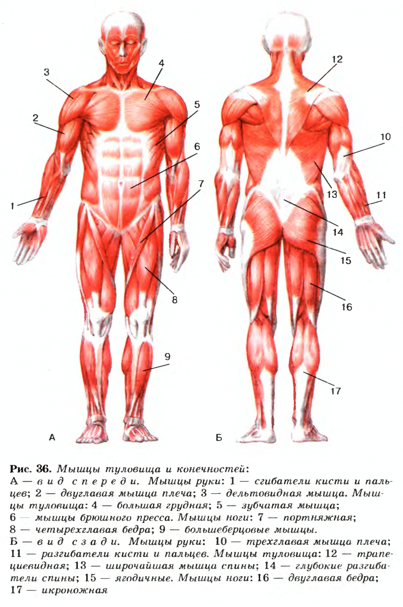 med 39