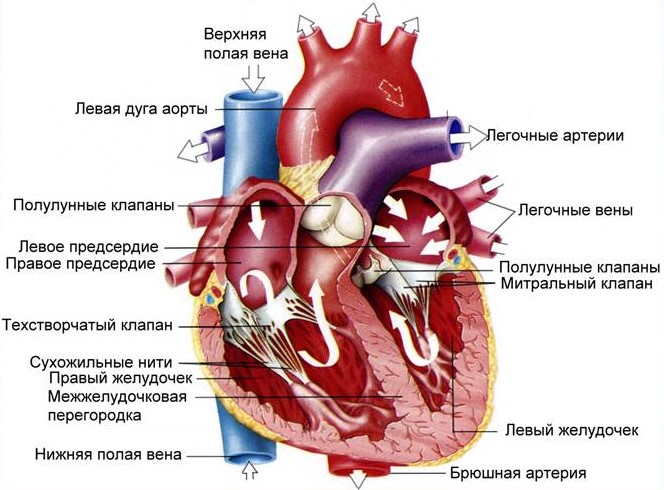 med 42