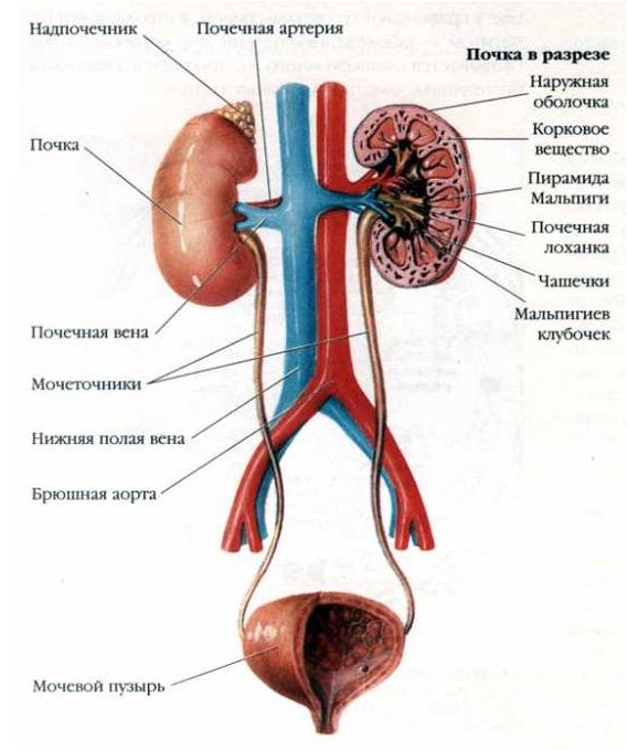 med 45