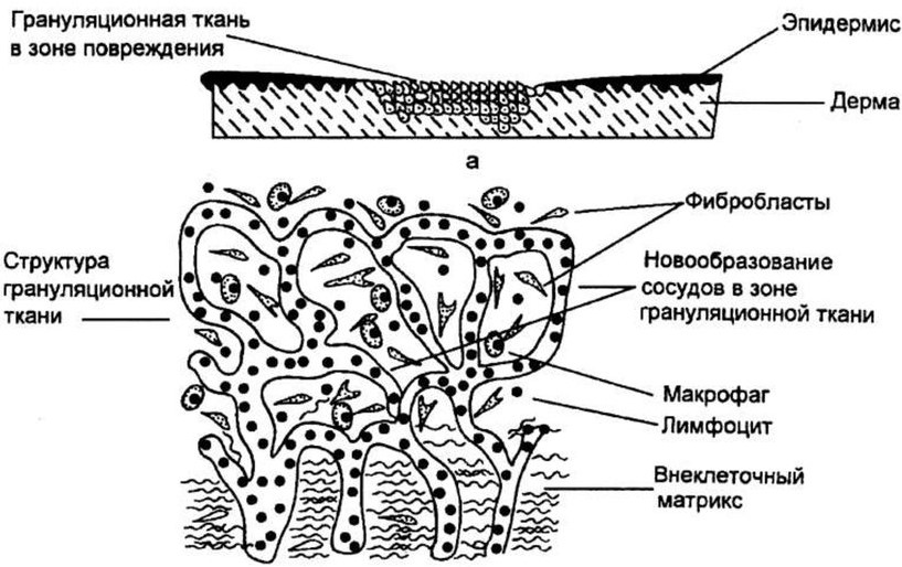 Строение и функции грануляционной ткани